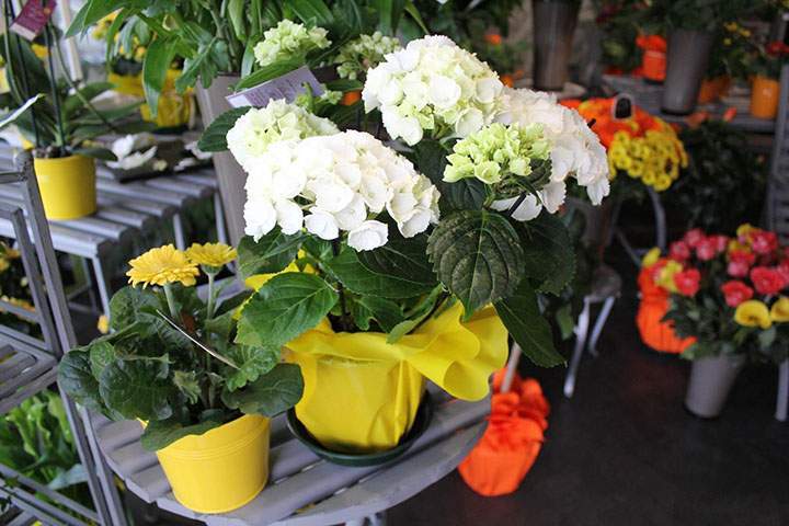 Bouquet de fleurs Saint-Satur